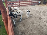 IMG_20250515_094017 (Copy).jpg